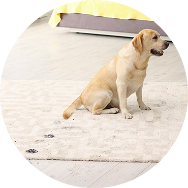 Rug-Debris