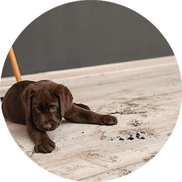 Laminate-Debris-circle
